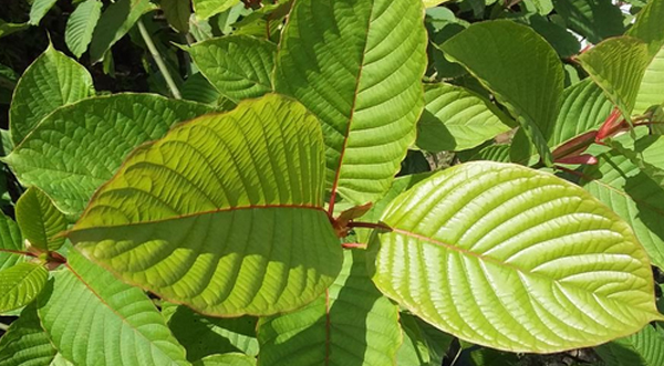 Get Familiar with the Utility of the Strains of Kratom Leaves
